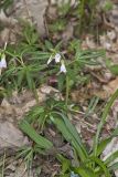 Cutleaf Toothwort, Cardamine concatenata