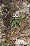Cutleaf Toothwort, Cardamine concatenata