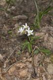 Cutleaf Toothwort, Cardamine concatenata