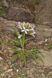 Cutleaf Toothwort, Cardamine concatenata