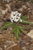 Cutleaf Toothwort, Cardamine concatenata