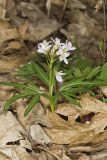 Cutleaf Toothwort, Cardamine concatenata