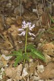 Cutleaf Toothwort, Cardamine concatenata