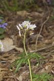 Cutleaf Toothwort, Cardamine concatenata