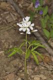 Cutleaf Toothwort, Cardamine concatenata
