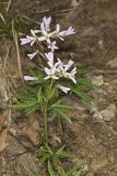 Cutleaf Toothwort, Cardamine concatenata