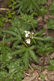 Cutleaf Toothwort, Cardamine concatenata