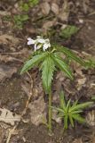 Cutleaf Toothwort, Cardamine concatenata