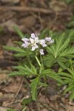 Cutleaf Toothwort, Cardamine concatenata