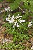 Cutleaf Toothwort, Cardamine concatenata