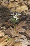 Cutleaf Toothwort, Cardamine concatenata