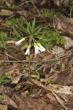 Cutleaf Toothwort, Cardamine concatenata
