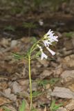 Cutleaf Toothwort, Cardamine concatenata