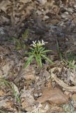 Cutleaf Toothwort, Cardamine concatenata