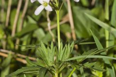 Cutleaf Toothwort, Cardamine concatenata