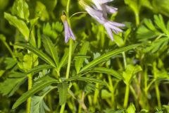 Cutleaf Toothwort, Cardamine concatenata Cutleaf Toothwort, Cardamine concatenata