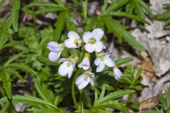 Cutleaf Toothwort, Cardamine concatenata