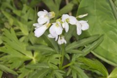Cutleaf Toothwort, Cardamine concatenata Cutleaf Toothwort, Cardamine concatenata