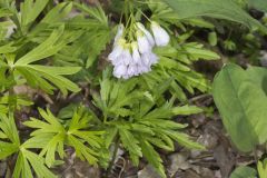 Cutleaf Toothwort, Cardamine concatenata Cutleaf Toothwort, Cardamine concatenata