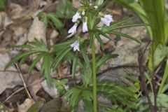 Cutleaf Toothwort, Cardamine concatenata Cutleaf Toothwort, Cardamine concatenata