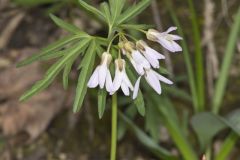 Cutleaf Toothwort, Cardamine concatenata