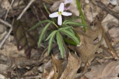 Cutleaf Toothwort, Cardamine concatenata