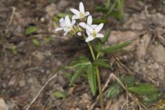 Cutleaf Toothwort, Cardamine concatenata Cutleaf Toothwort, Cardamine concatenata