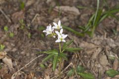 Cutleaf Toothwort, Cardamine concatenata Cutleaf Toothwort, Cardamine concatenata