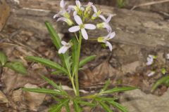 Cutleaf Toothwort, Cardamine concatenata Cutleaf Toothwort, Cardamine concatenata