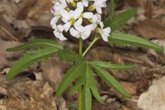 Cutleaf Toothwort, Cardamine concatenata