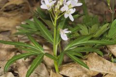 Cutleaf Toothwort, Cardamine concatenata Cutleaf Toothwort, Cardamine concatenata