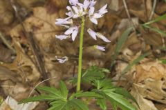 Cutleaf Toothwort, Cardamine concatenata