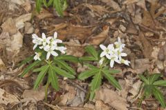 Cutleaf Toothwort, Cardamine concatenata Cutleaf Toothwort, Cardamine concatenata