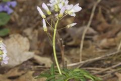 Cutleaf Toothwort, Cardamine concatenata Cutleaf Toothwort, Cardamine concatenata