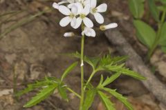 Cutleaf Toothwort, Cardamine concatenata Cutleaf Toothwort, Cardamine concatenata