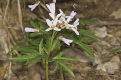 Cutleaf Toothwort, Cardamine concatenata Cutleaf Toothwort, Cardamine concatenata