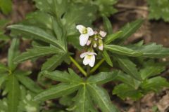 Cutleaf Toothwort, Cardamine concatenata Cutleaf Toothwort, Cardamine concatenata