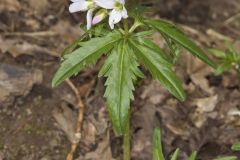 Cutleaf Toothwort, Cardamine concatenata