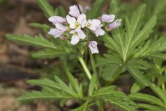 Cutleaf Toothwort, Cardamine concatenata Cutleaf Toothwort, Cardamine concatenata