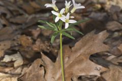 Cutleaf Toothwort, Cardamine concatenata Cutleaf Toothwort, Cardamine concatenata