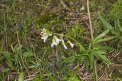 Cutleaf Toothwort, Cardamine concatenata Cutleaf Toothwort, Cardamine concatenata