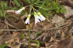 Cutleaf Toothwort, Cardamine concatenata Cutleaf Toothwort, Cardamine concatenata