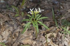 Cutleaf Toothwort, Cardamine concatenata Cutleaf Toothwort, Cardamine concatenata