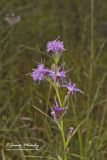 Cylindric Blazing Star, Liatris cylindracea