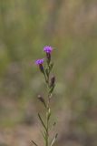 Cylindric Blazing Star, Liatris cylindracea