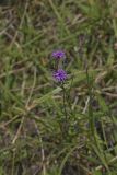 Cylindric Blazing Star, Liatris cylindracea