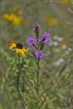 Cylindric Blazing Star, Liatris cylindracea