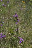 Cylindric Blazing Star, Liatris cylindracea