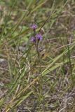Cylindric Blazing Star, Liatris cylindracea