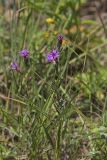 Cylindric Blazing Star, Liatris cylindracea
